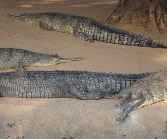 Ken Gharial Sanctuary is one among the very limited wildlife sanctuaries in India that are dedicated to breeding programs of the Indian Gharial, which belongs to the family of crocodiles. Marvel at the hunting skills of this 6-metre-long fish Marvel at the hunting skills of this 6-metre-long fish eating crocodile.